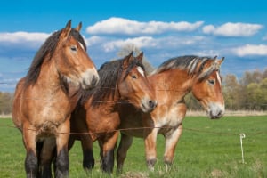 Feld, Grünland, Weide, Colt Horse, Pferd