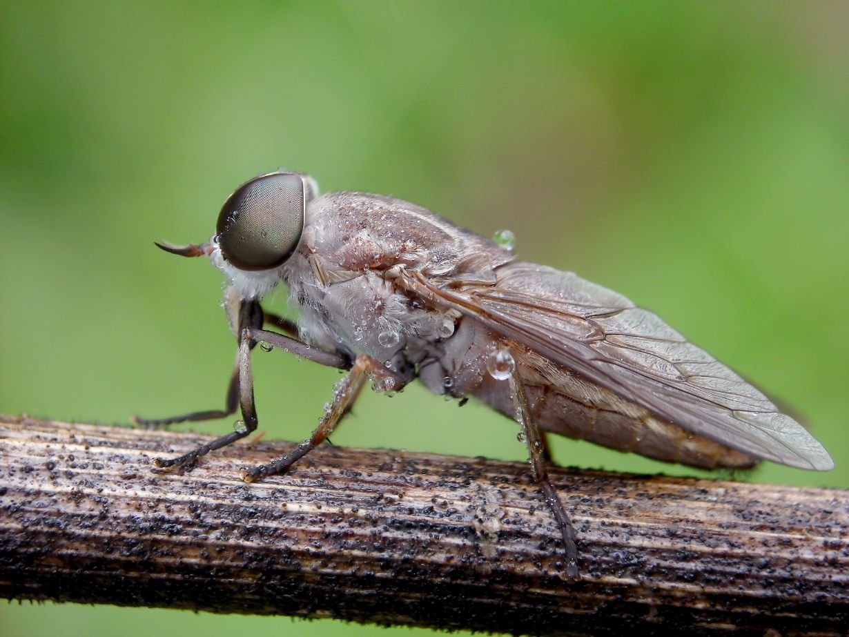 Fliege, Sandflug, Flügel, Auge, Feuchtigkeit