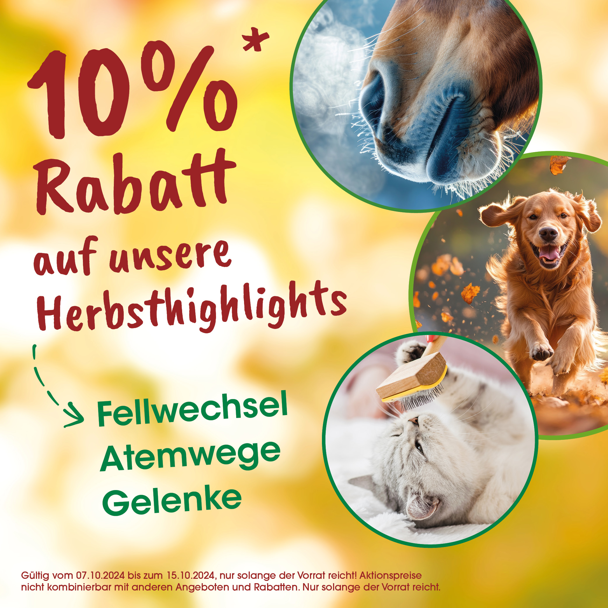 Werbung, Plakat, Hund, Haustier, Katze