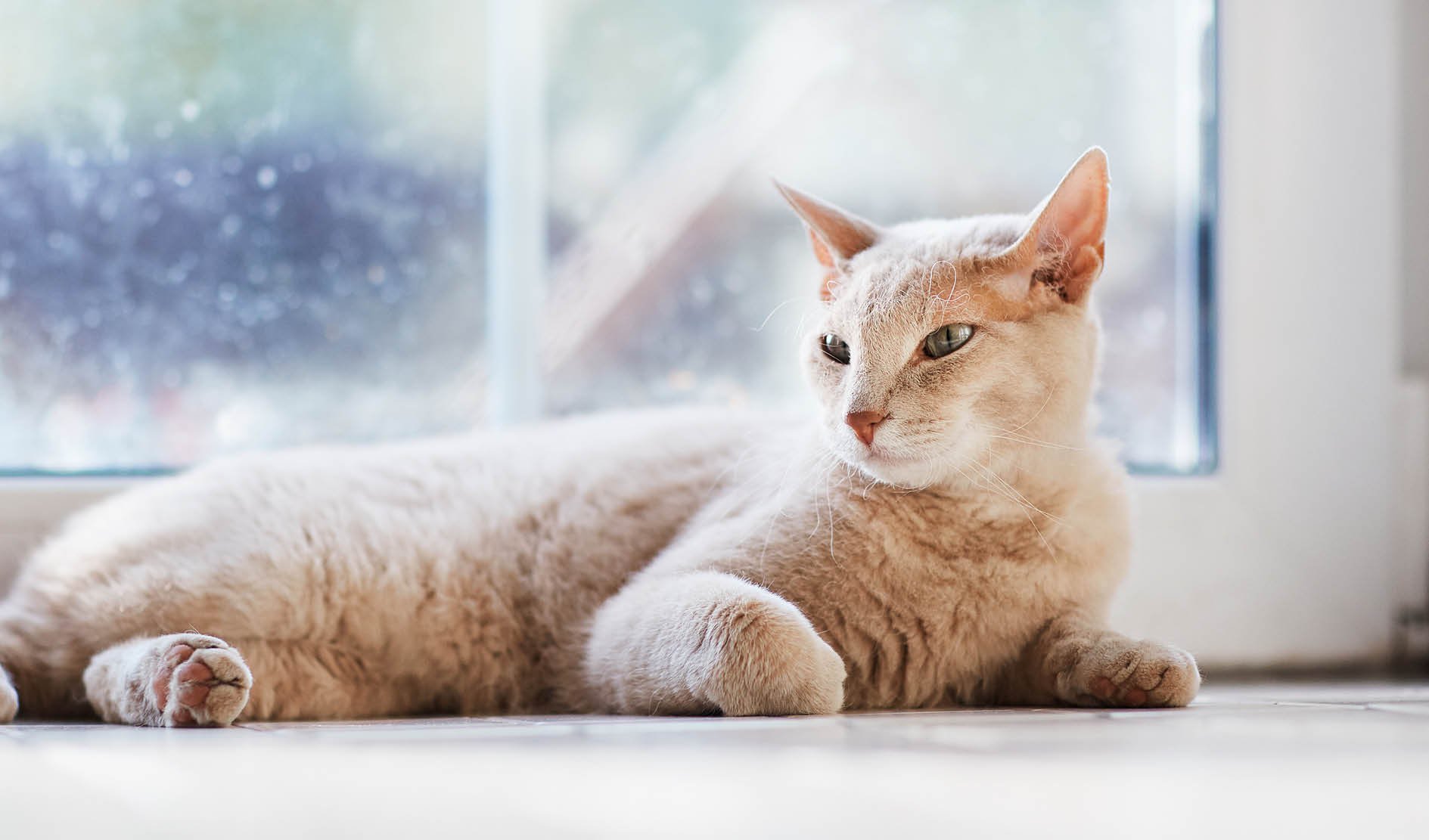 katze, haustier, felin, grau, innenraum