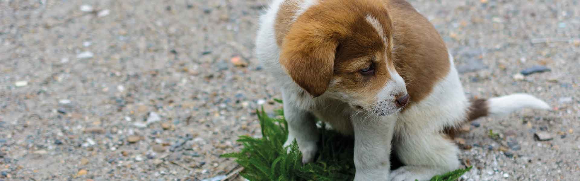 Hund, Welpe, braun-weiß, Tier, Haustier, puppy, dog, braun-weiß, klein, haustier