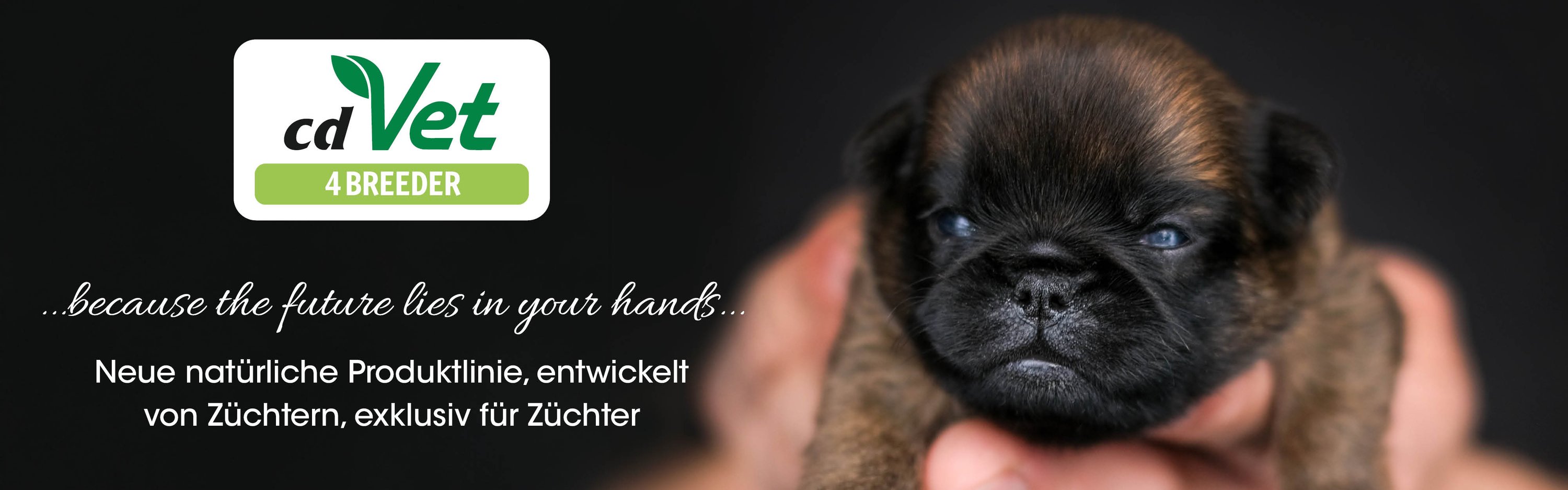 Hund, Haustier, Welpe, Boxer, Hund, Haustier, Welpe, Boxer, Hund, Haustier, Welpe, Boxer, Hund, Haustier, Welpe, Boxer