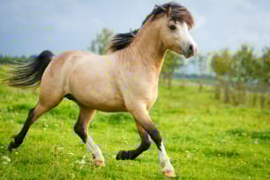 Tier, Colt Horse, Pferd, Säugetier
