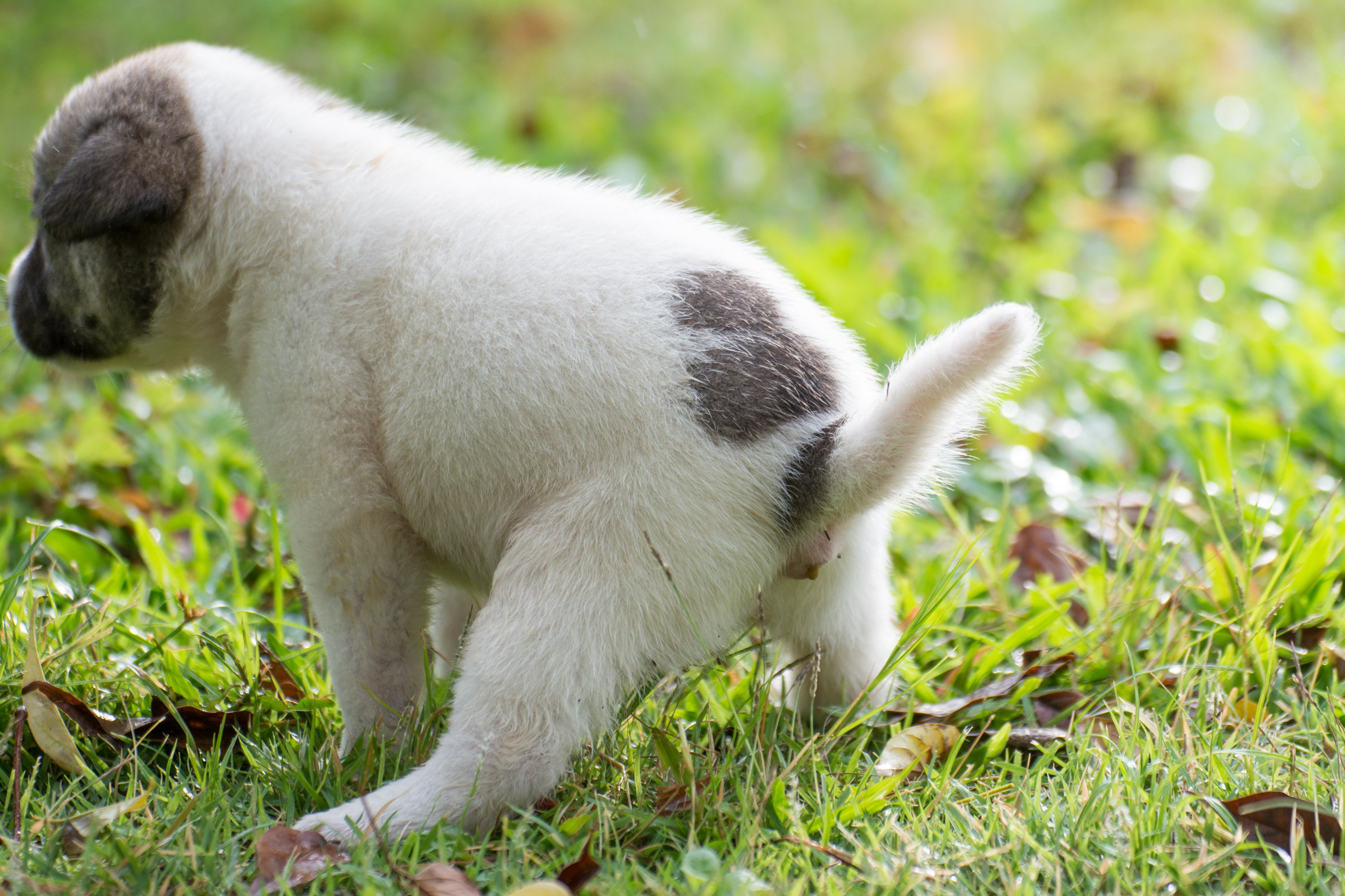 Tier, Hund, Säugetier, Welpe, Gras