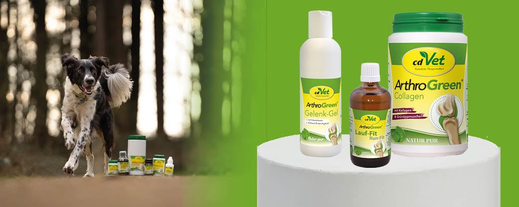 Kräuterig, Pflanze, Flasche, Hund, Haustier