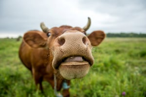 Schnauze, Grünland, Im Freien, Säugetier, Schwein