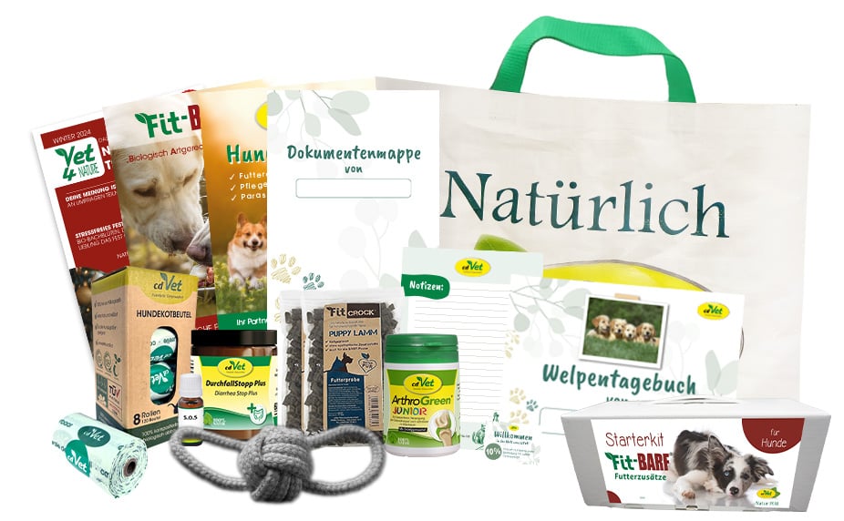 Tasche, Hund, Säugetier, Haustier