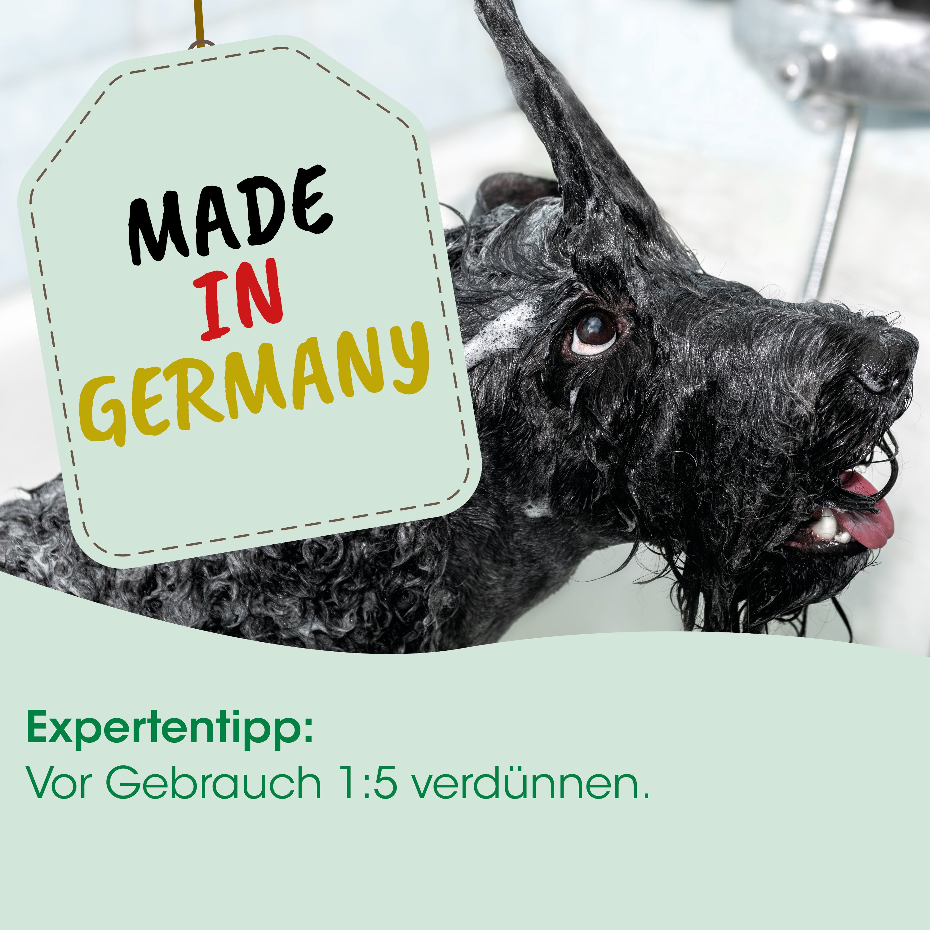 Hund, schwarz, lockig, nass, Etikett