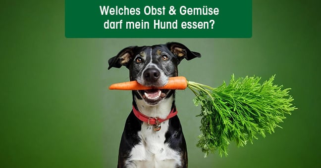 Karotte, Produzieren, Gemüse, Hund, Haustier