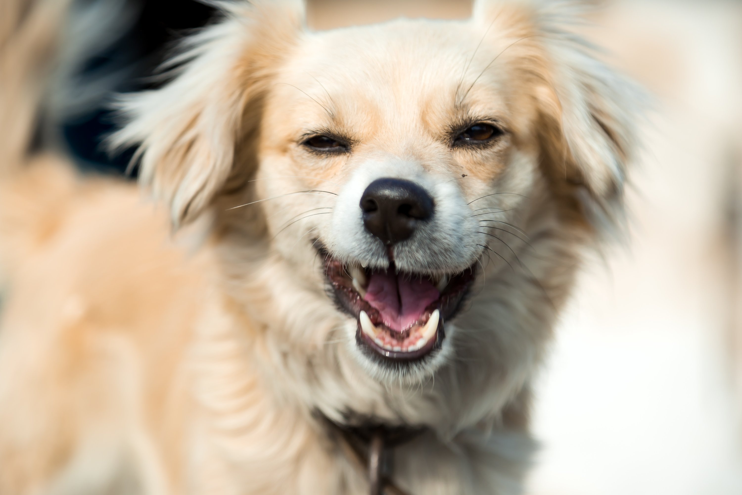 Hund, Säugetier, Haustier, Welpe