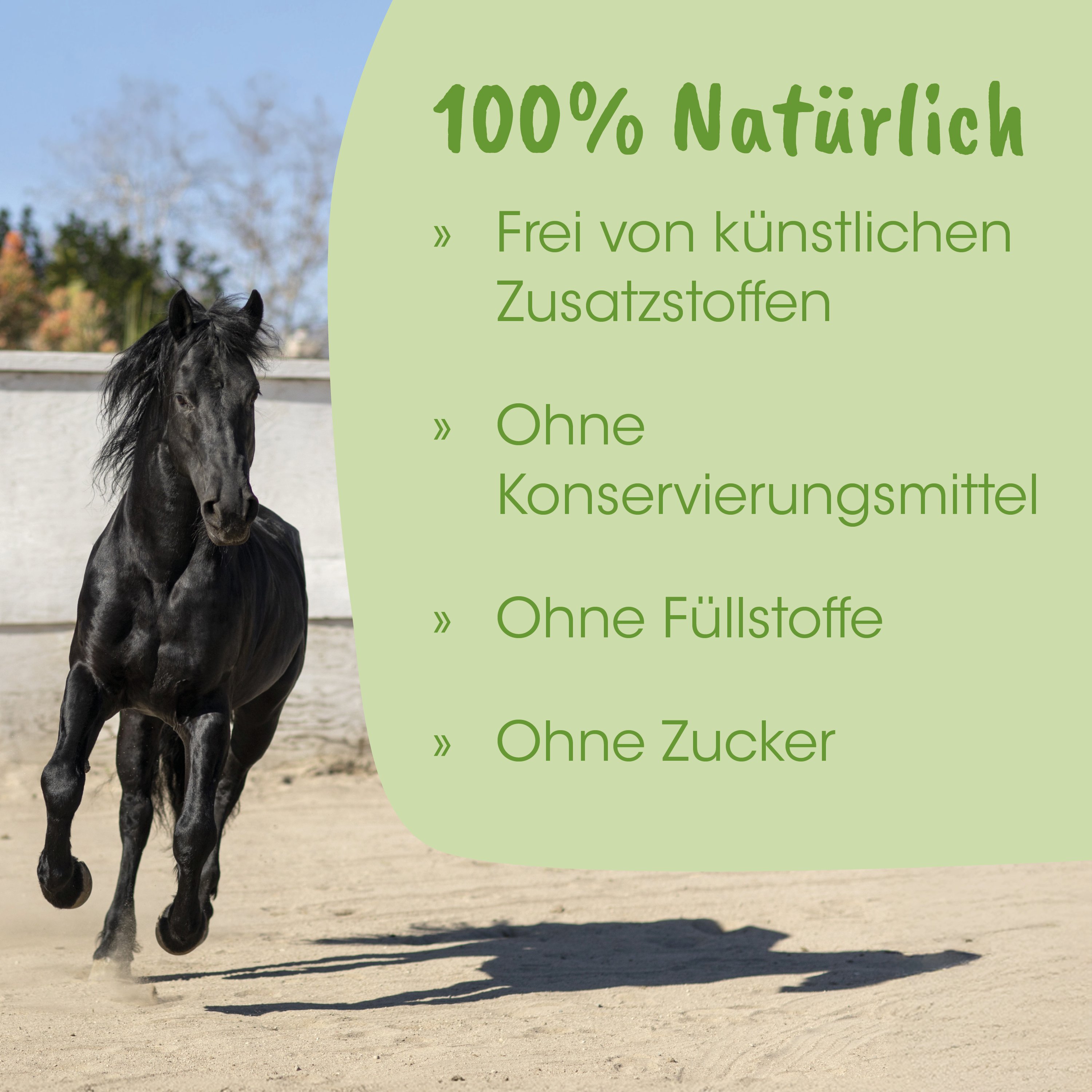 Pferd, Schwarzes Pferd, Galopp, Außenbereich, Pferdesport