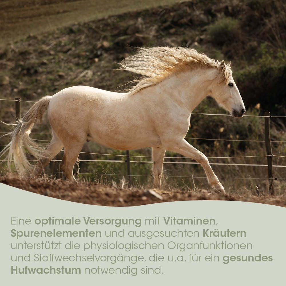 Pferd, Palomino, Langhaar, Weide, Bewegung