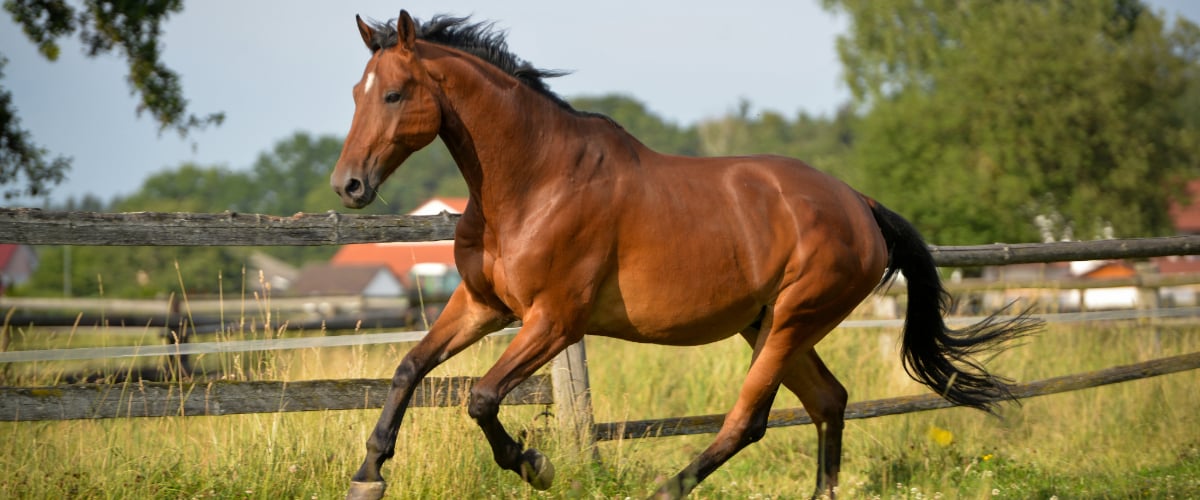 Tier, Colt Horse, Pferd, Säugetier