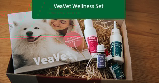 Erwachsener, Weiblich, Person, Frau, Hund