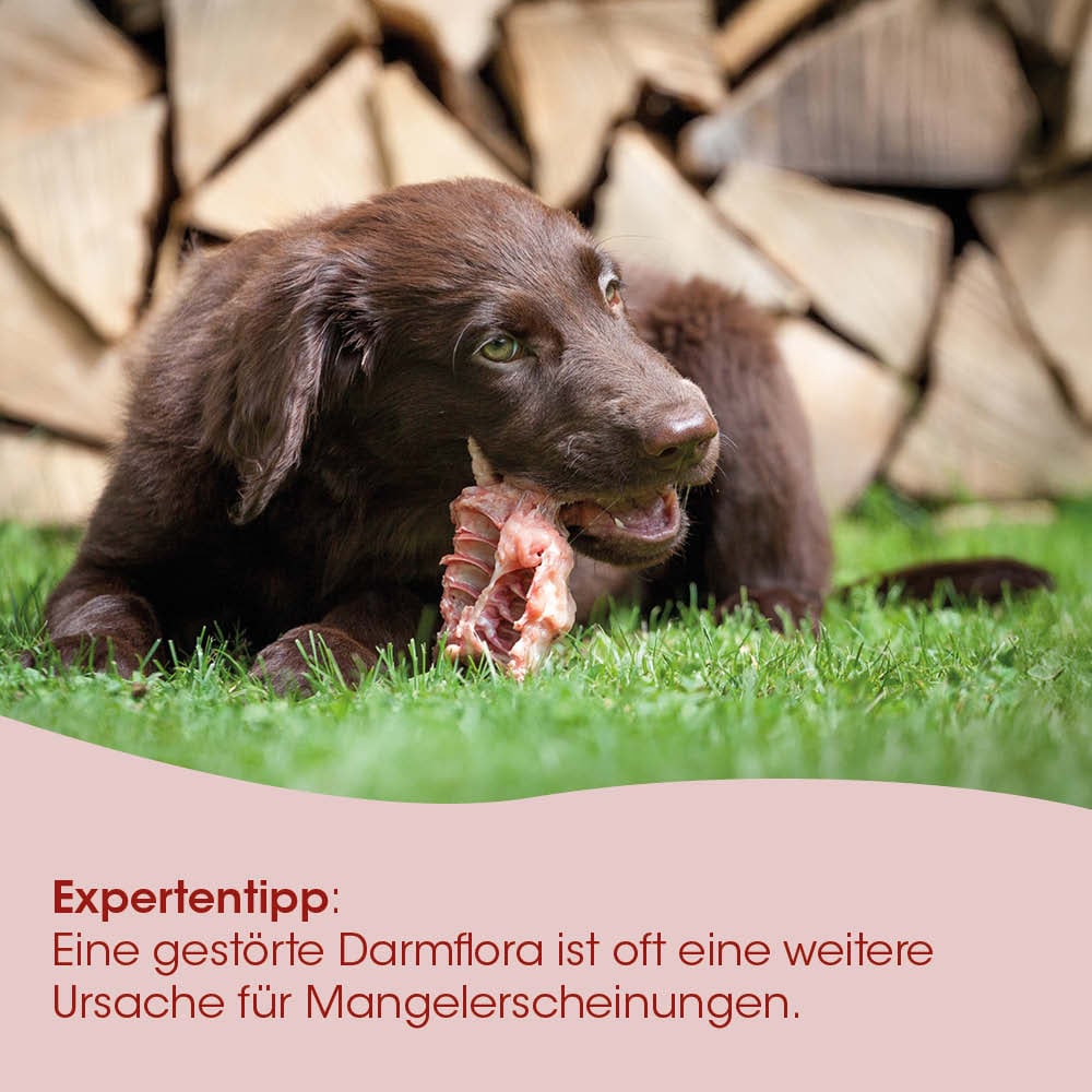 hund, knochen, kauartikel, braun, hunde"