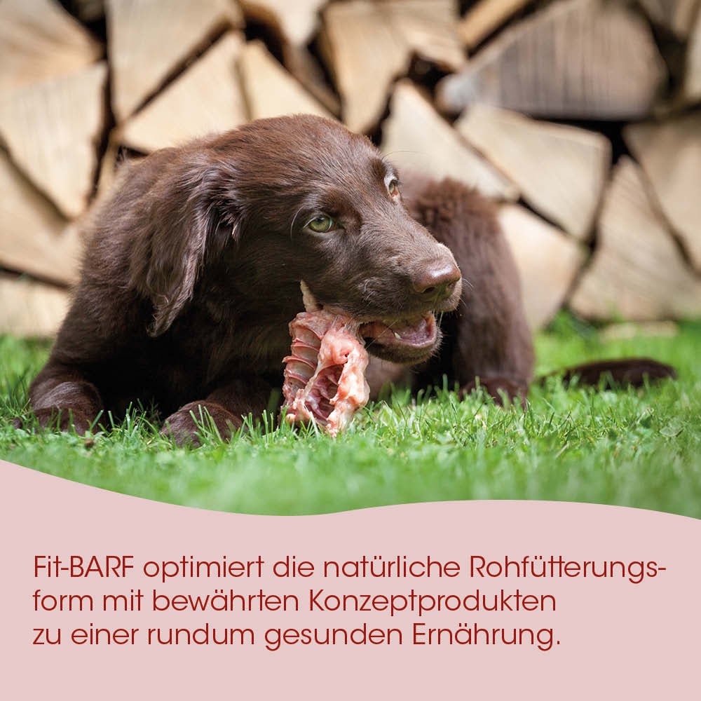 Hund, Hunde-Snack, Rohfutter, Knochen, Gras