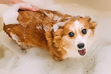 Hund, Säugetier, Haustier, Baden