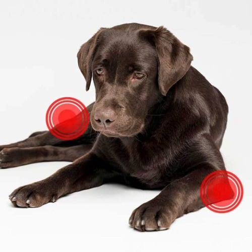 Hund, Labrador Retriever, Säugetier, Haustier