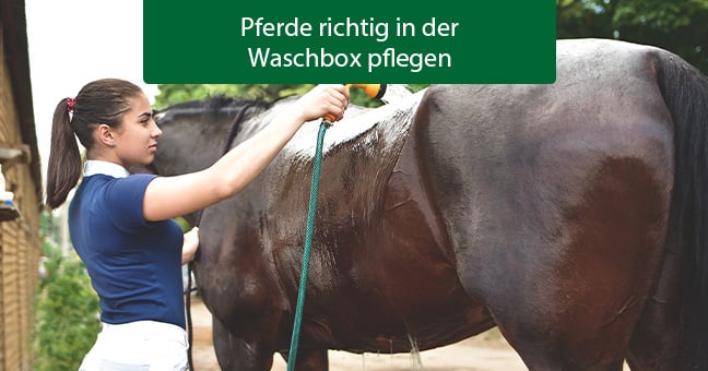 Person, Doktor, Tier, Pferd, Säugetier