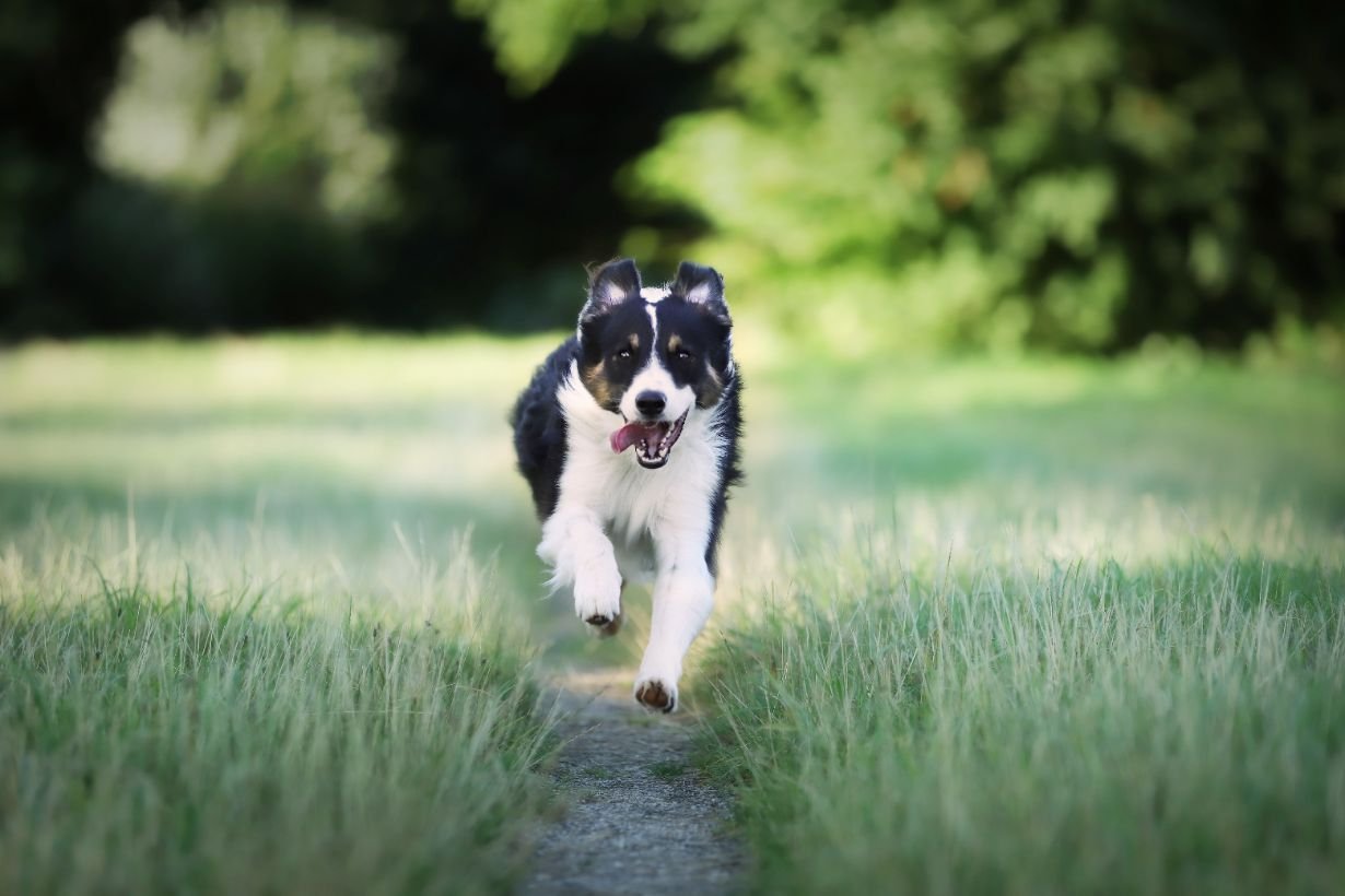 Hund, Border Collie, Laufend, Schwarz-Weiß, Wiese