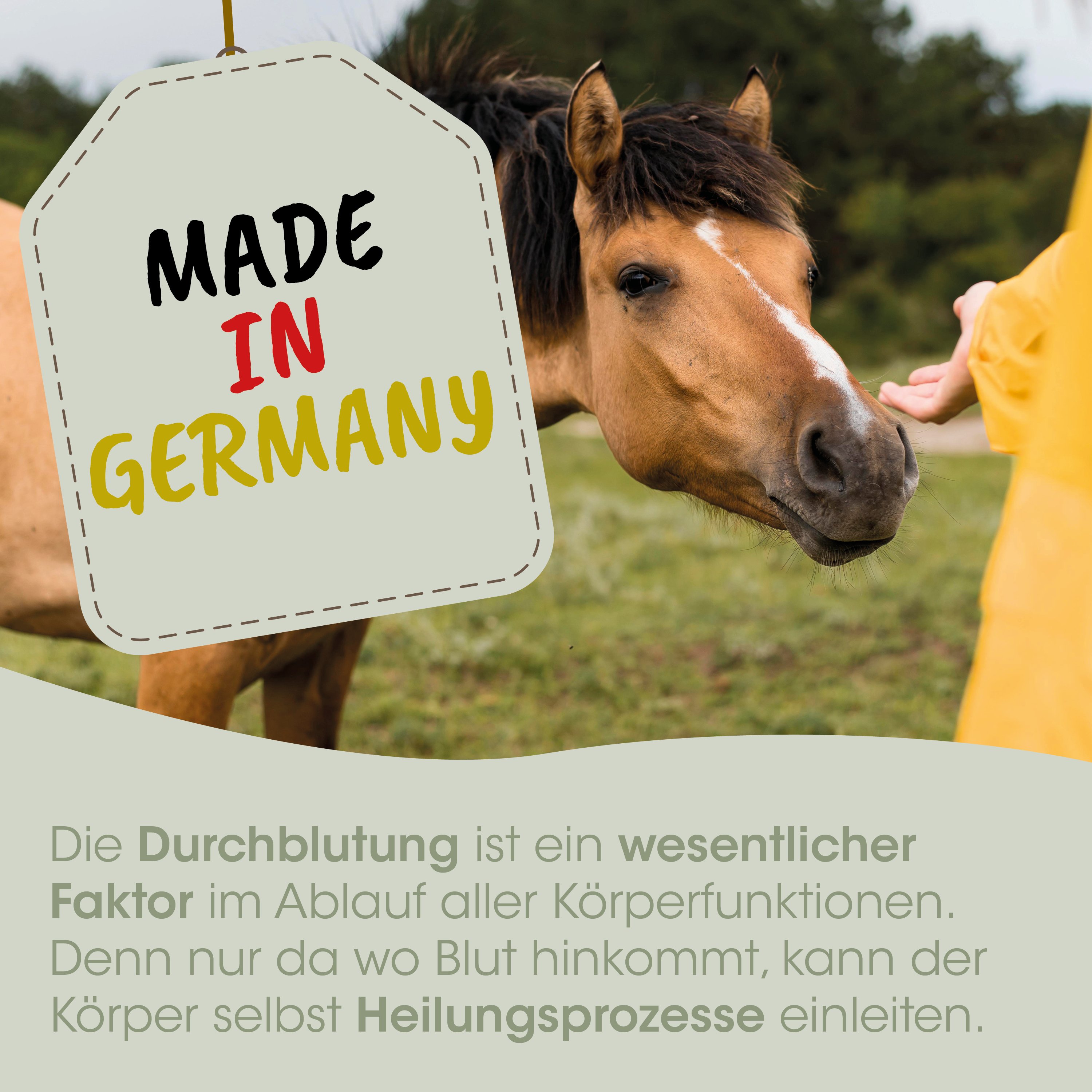 horse, pferd, mane, hellbraun, handgeschildet