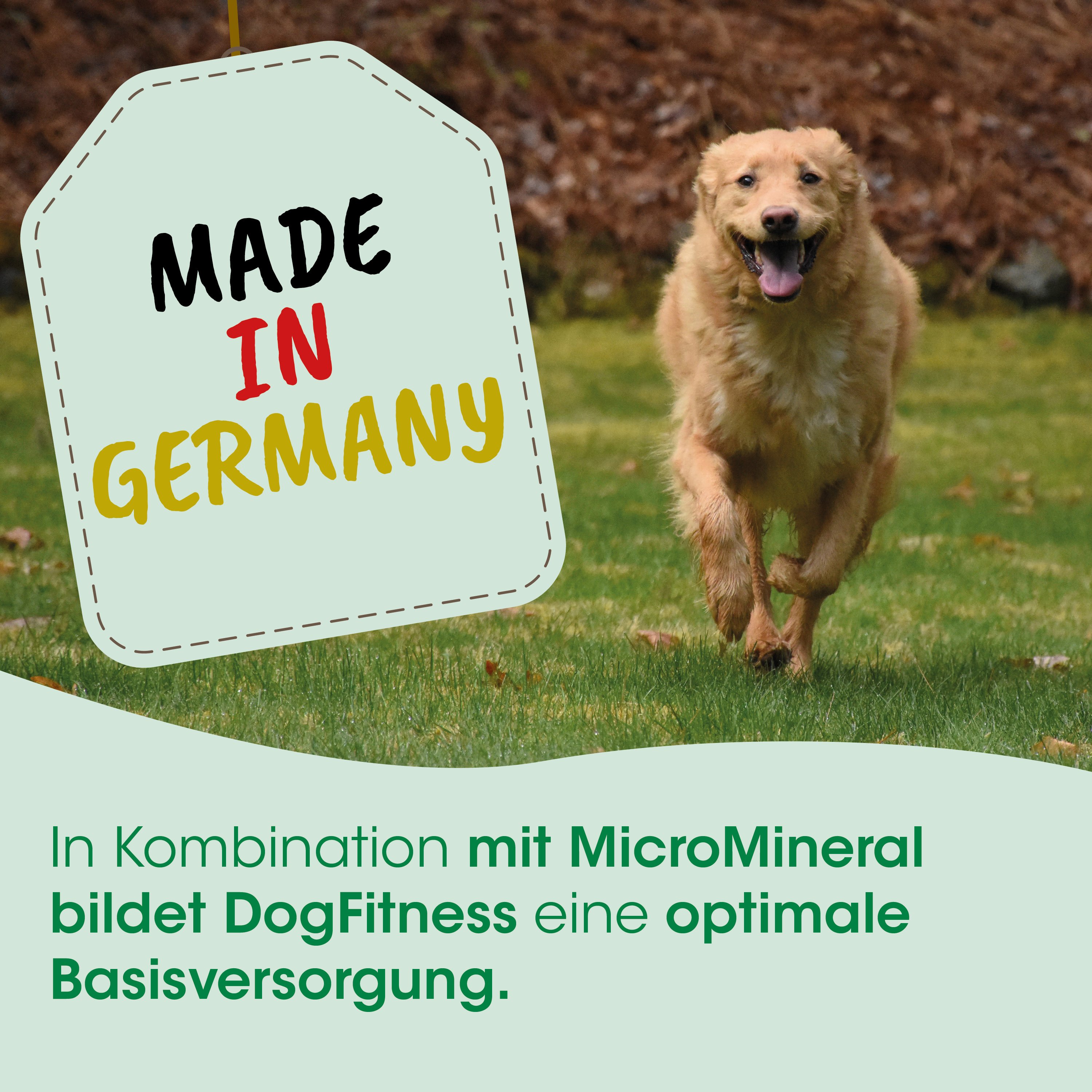 Hund, Golden Retriever, Laufender Hund, Hundefutter, Made in Germany