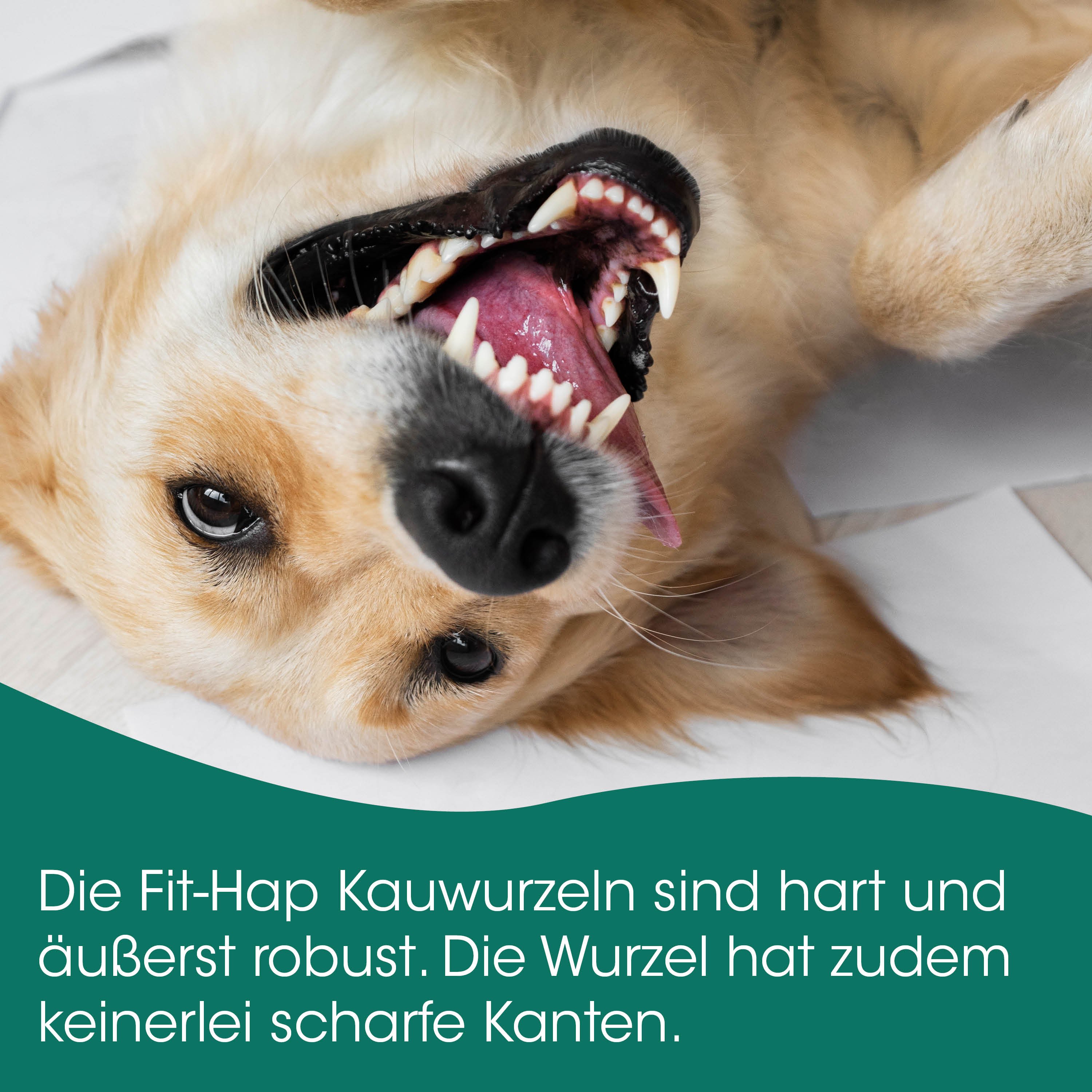 Hund, Hundemaul, Zähne, Hundezunge, Tierfotografie