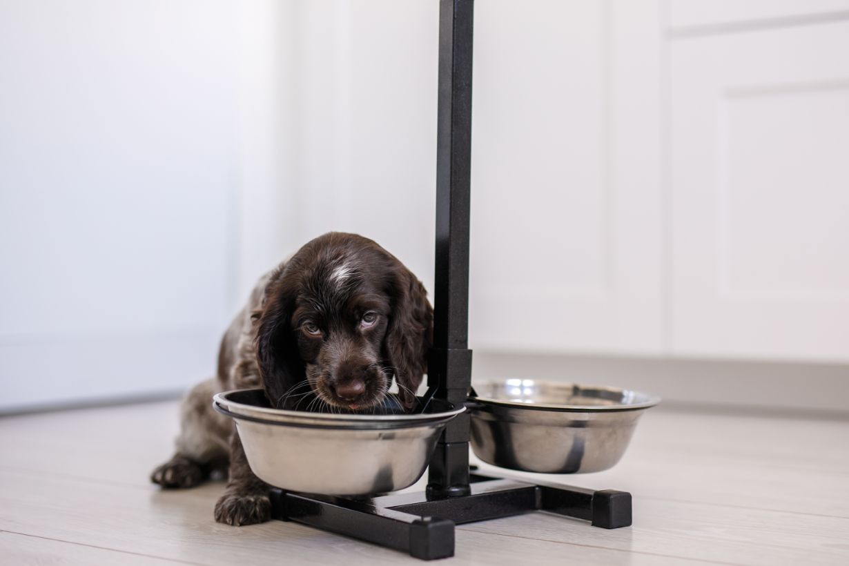 Welpe, Hund, Futternapf, Metallnapf, Hundeerziehung