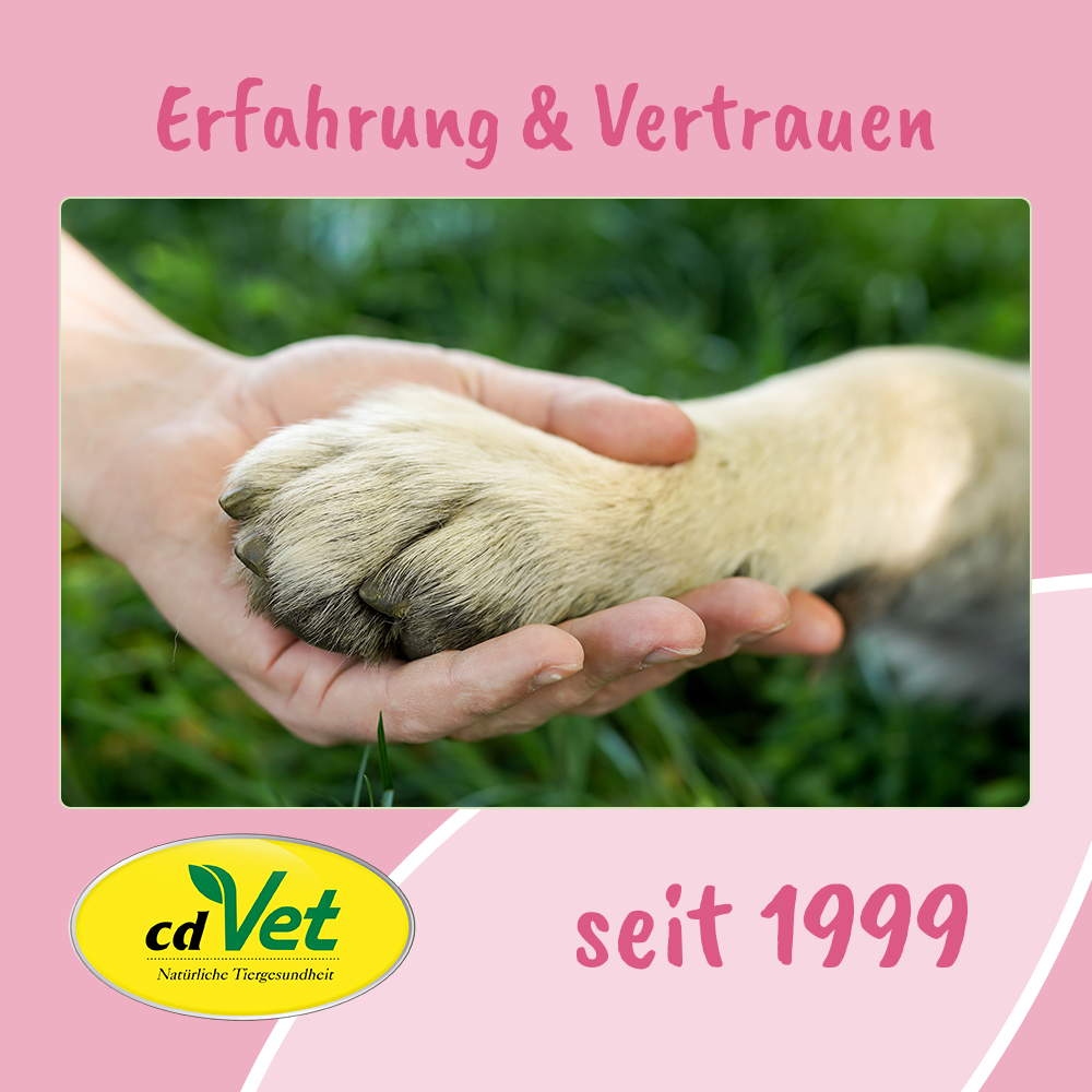 Elektronik, Hardware, Hund, Säugetier, Haustier