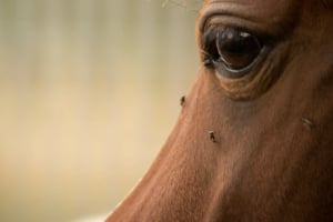 Tier, Colt Horse, Pferd, Säugetier