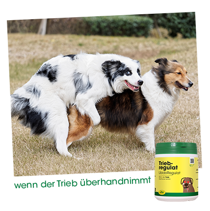Hund, Säugetier, Haustier, Collie