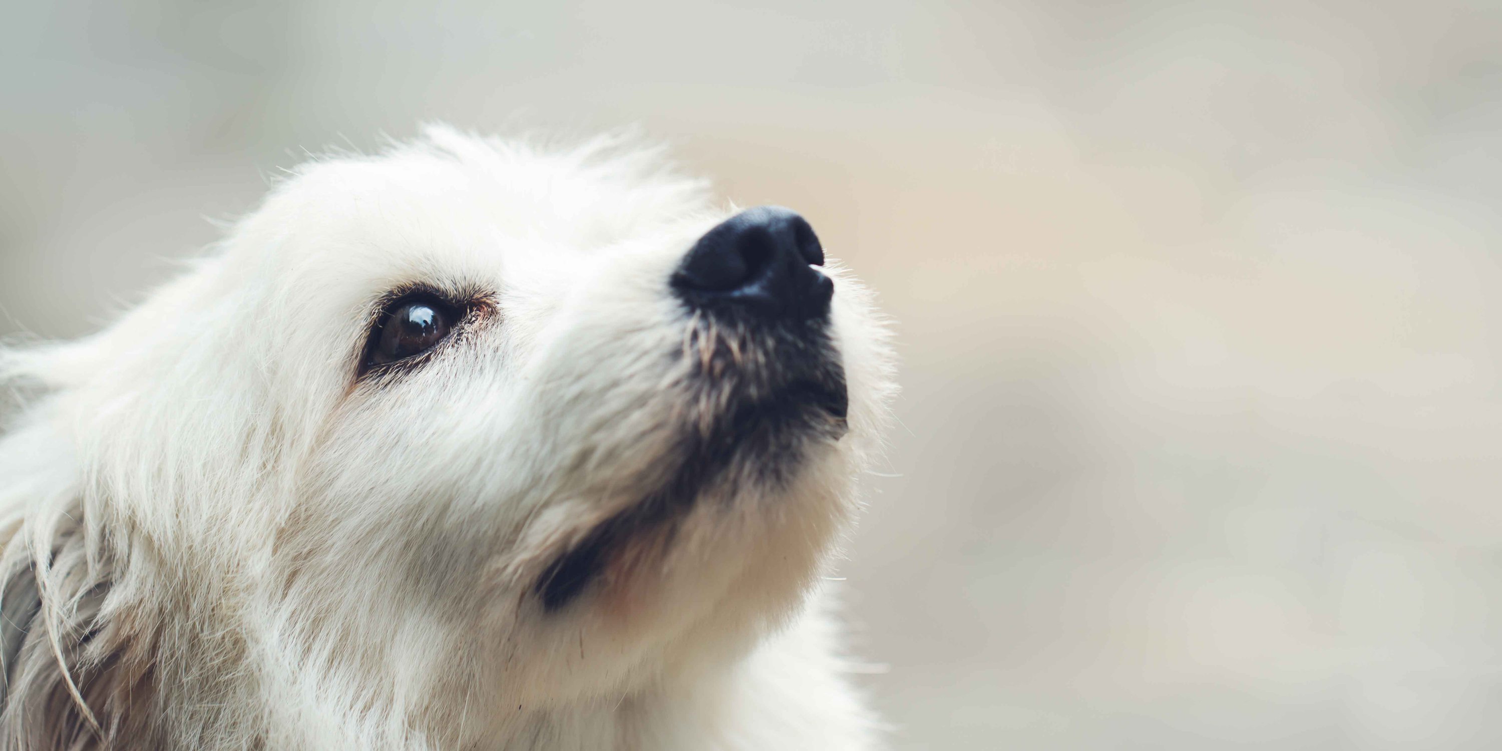 Hund, Haustier, Weißer Hund, Welpe, Hund, Haustier, Weißer Hund, Welpe