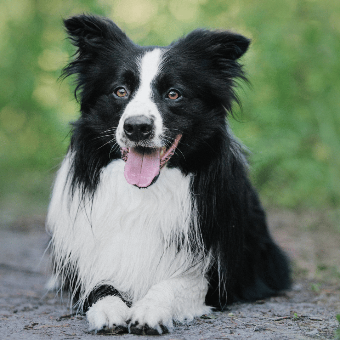 Tier, Hund, Haustier, Collie