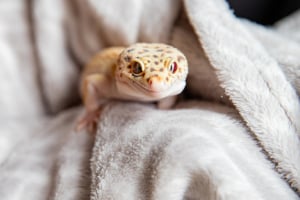 Tier, Gecko, Eidechse, Reptil