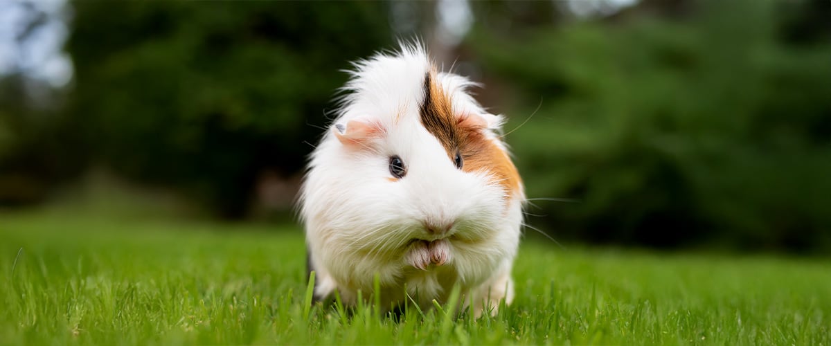 Gras, Pflanze, Säugetier, Ratte, Nagetier