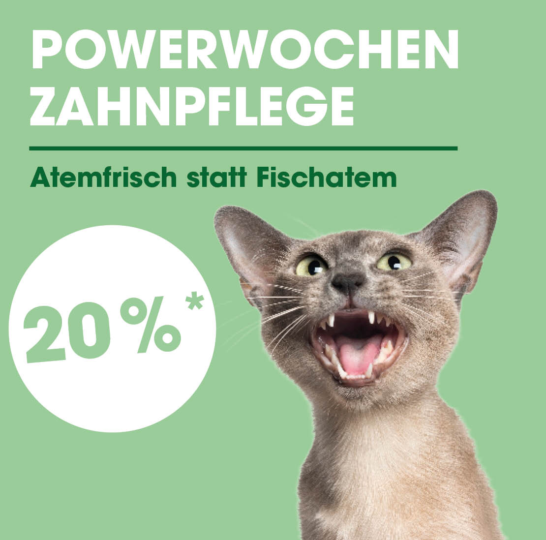Tier, Katze, Säugetier, Haustier