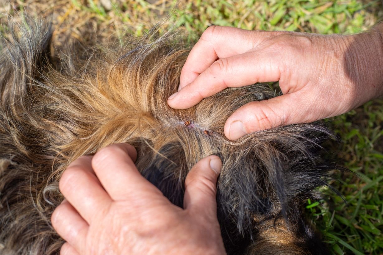 Parasiten, Zecken, Hund, Fell, Bissspur