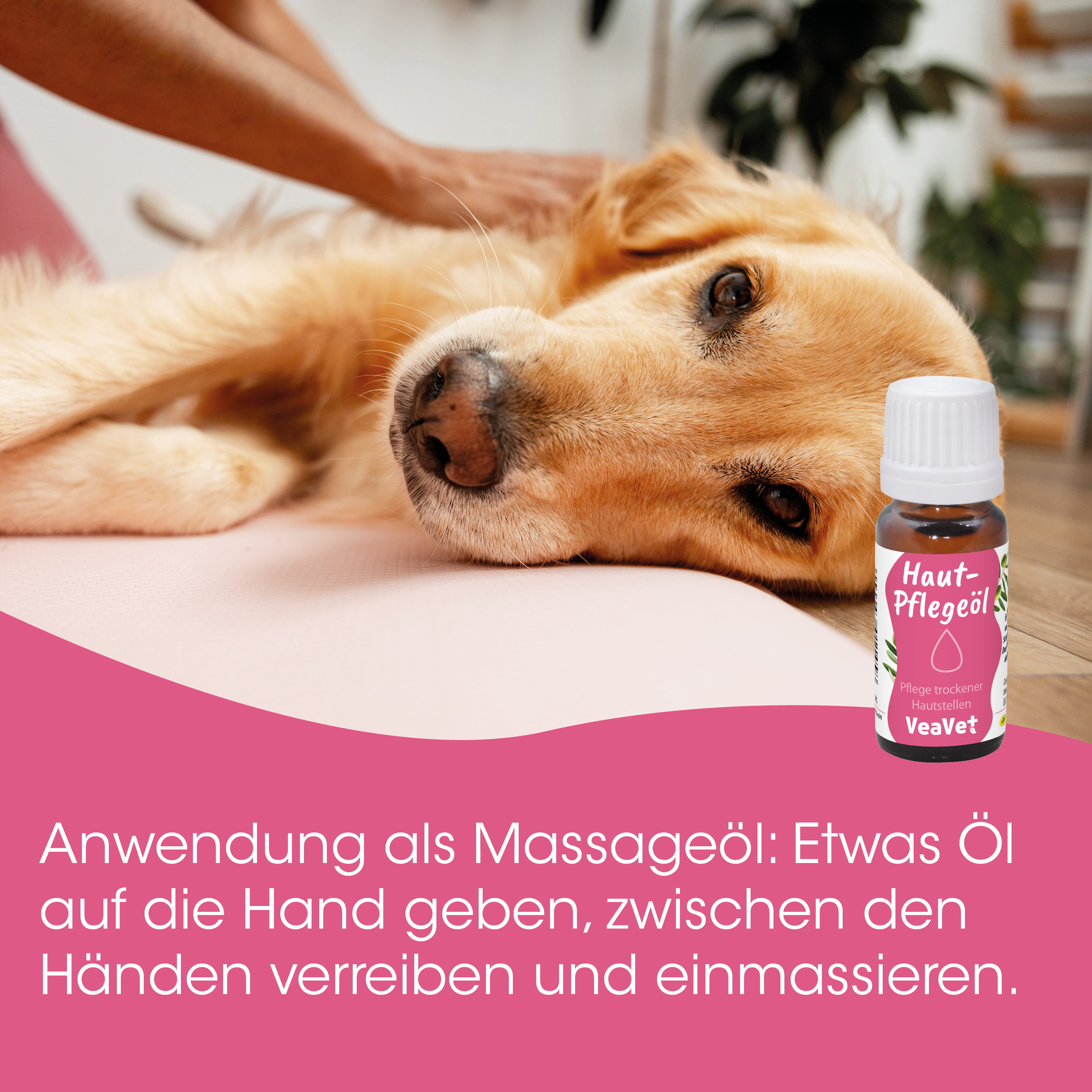 Hund, Hundeöl, Pflege, Pflegeöl, Trockenhaut