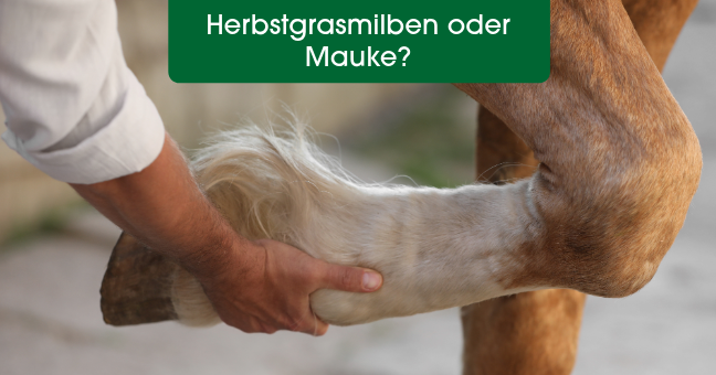 pferdebein, vorderbein, huf, behaarter bein, tierpflege