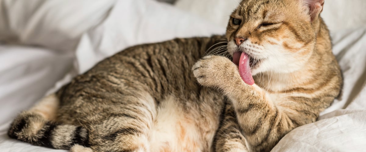 Tier, Katze, Säugetier, Haustier