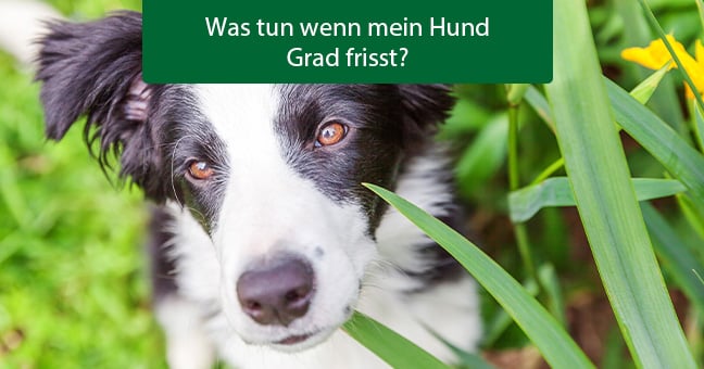 Hund, Säugetier, Haustier, Schnauze