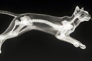Röntgen, Tier, Katze, Säugetier, Haustier