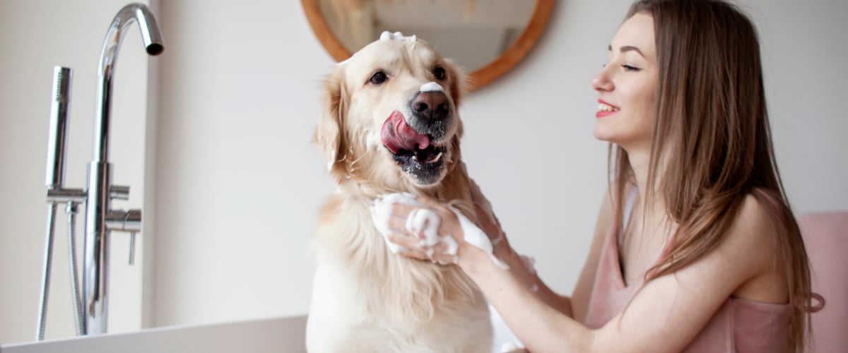 Erwachsener, Weiblich, Person, Frau, Hund