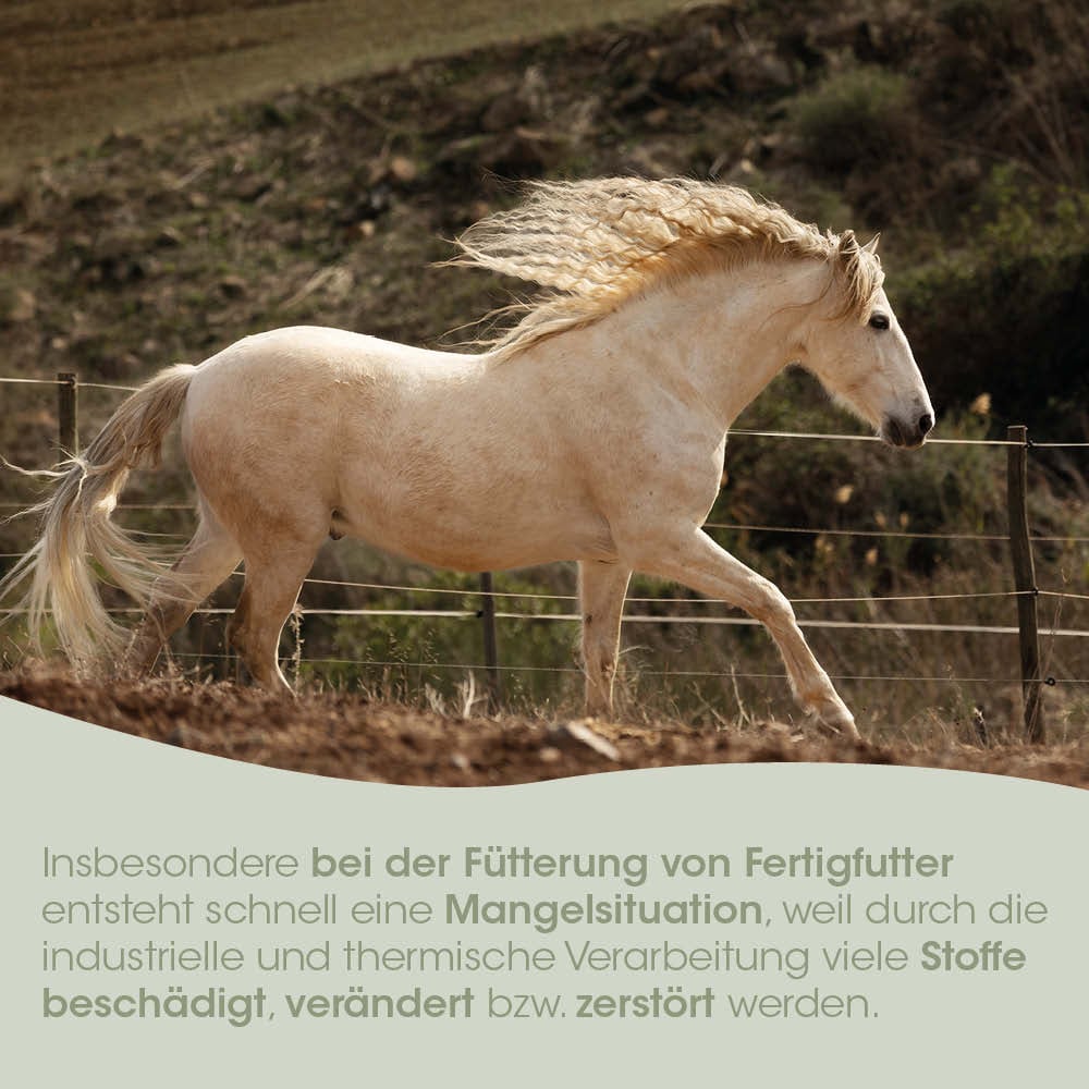 Pferd, Palomino, Pferdebild, Laufendes Pferd, Pferdetier