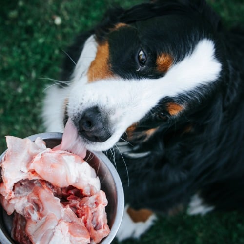 Tier, Hund, Säugetier, Haustier