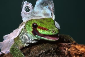 Reptil, Schlange, Echse, Gecko, Grüne Echse
