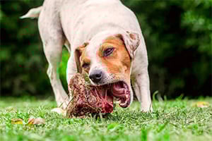 Hund, Haustier, Gras, Pflanze, Pitbull