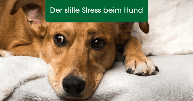 Hund, Hundeaugen, Pfoten, Pflegekissen, Stille Stressbewältigung