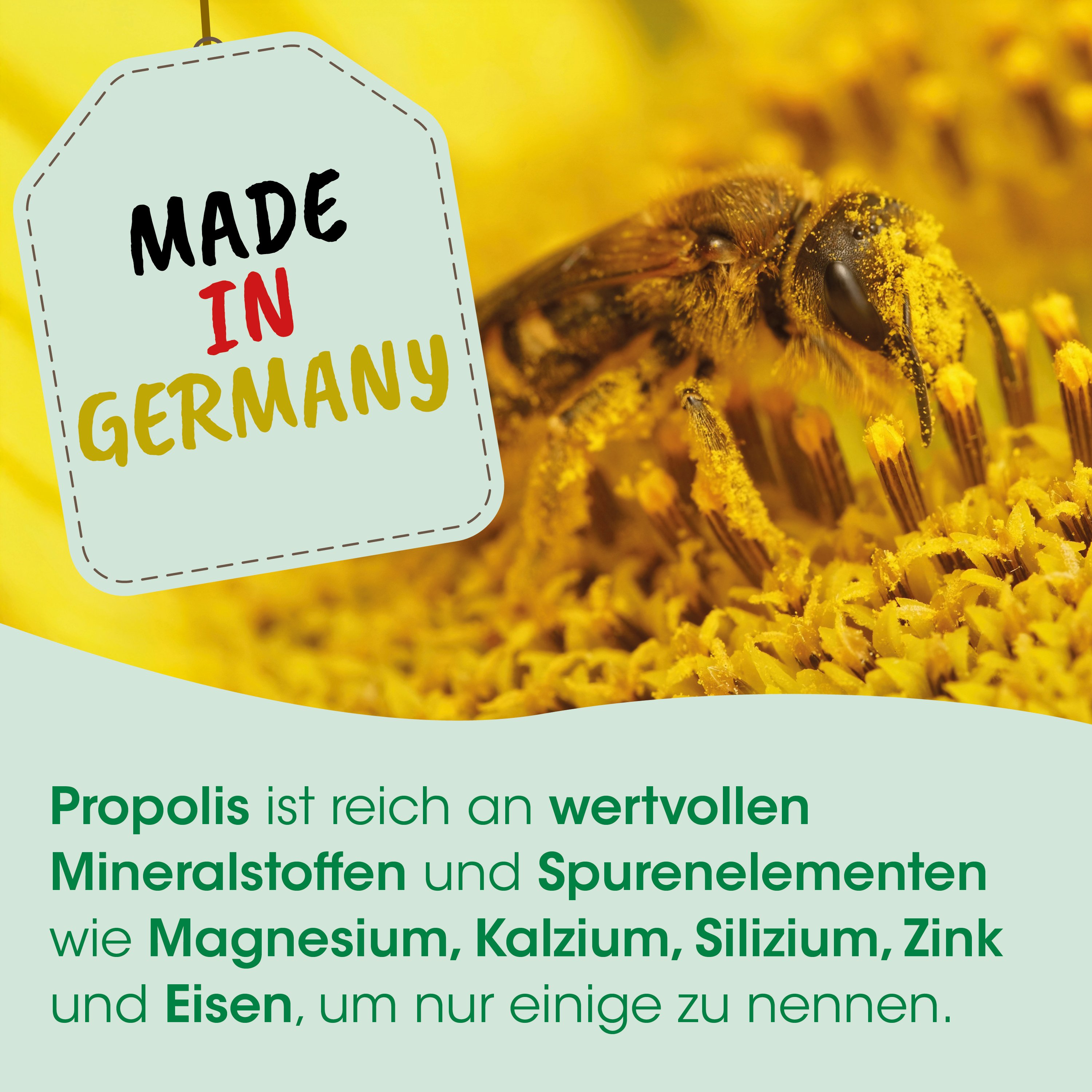 honigbiene, biene, blumen, honig, propolis