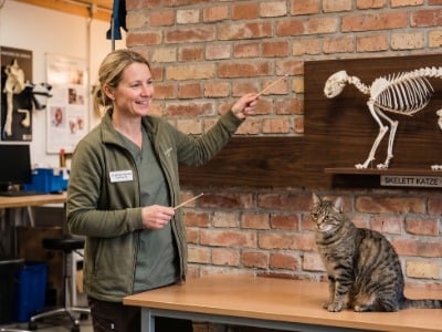 Kleidung, Ausstellung, Tiermedizin, Tiermodell, Katze